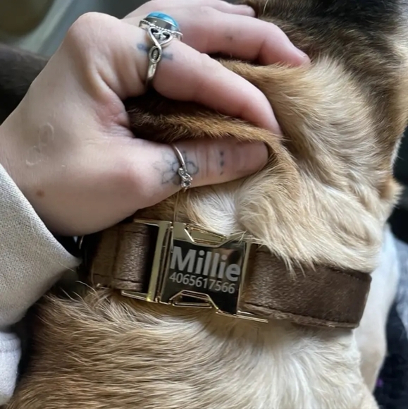 ♥︎ Personally Engraved Premium Velvet Dog Collar ♥︎ - Picture 6 of 8